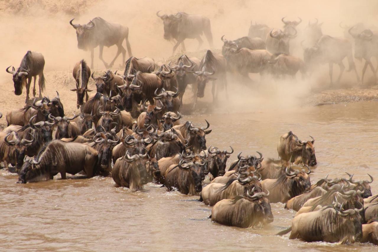 Gnu Mara River Camp Serengeti Kültér fotó